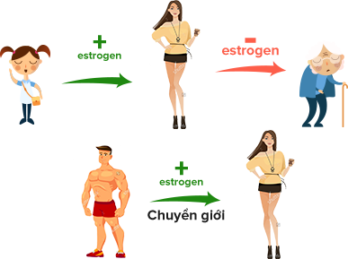 Nội tiết tố nữ