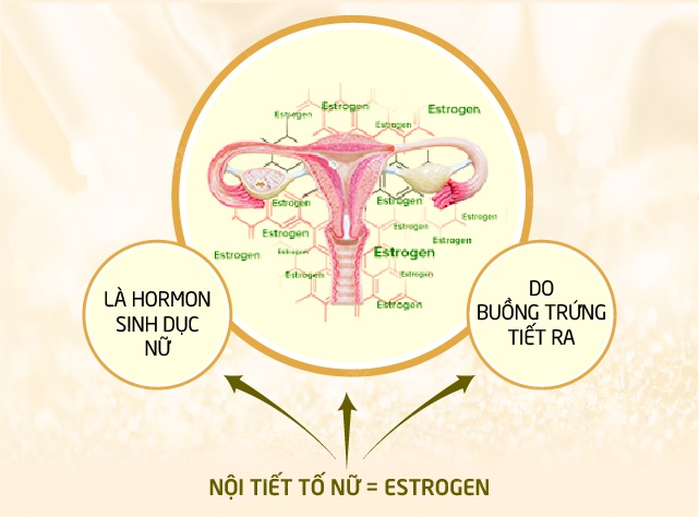 Nội tiết tố nữ là gì? Phương pháp cân bằng Estrogen hiệu quả nhất